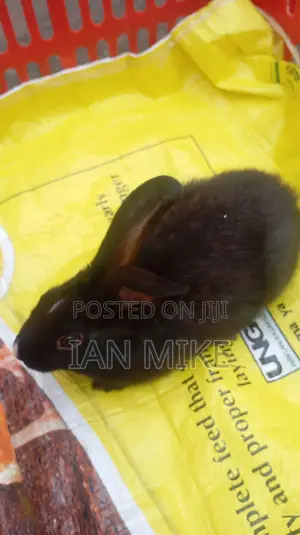 2months Old Male Havana Rabbits for Sale at Acacia Nakuru