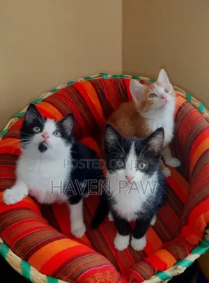 1-3 months Male Mixed Breed Tabby
