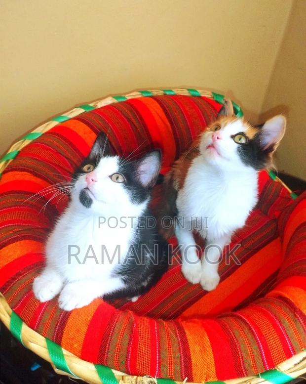 1-3 months Male Purebred Cat - thumbnail 2