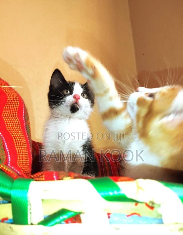 1-3 months Male Purebred Cat - thumbnail 3