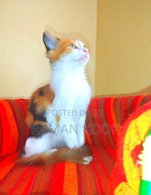 3-6 months Female Purebred Cat