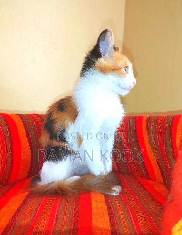 3-6 months Female Purebred Cat - thumbnail 2