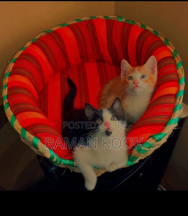3-6 months Female Purebred Cat - thumbnail 4