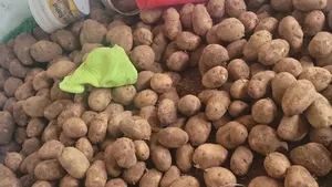 Potatoes and Onions