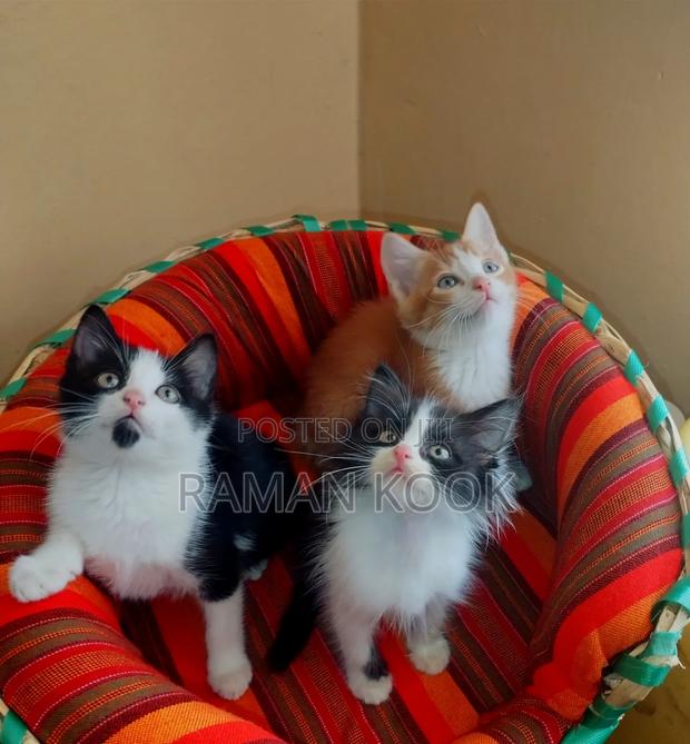 1-3 months Male Purebred Cat - thumbnail 4