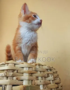1-3 months Male Purebred Cat