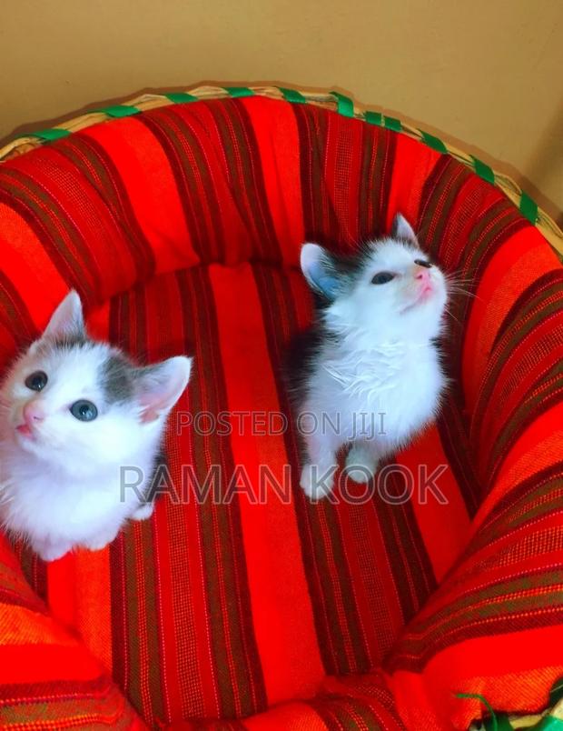 1-3 months Male Purebred Cat - thumbnail 5