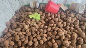 Potatoes for Chips