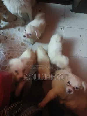 1-3 months Male Purebred Japanese Spitz