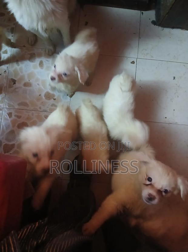 1-3 months Male Purebred Japanese Spitz