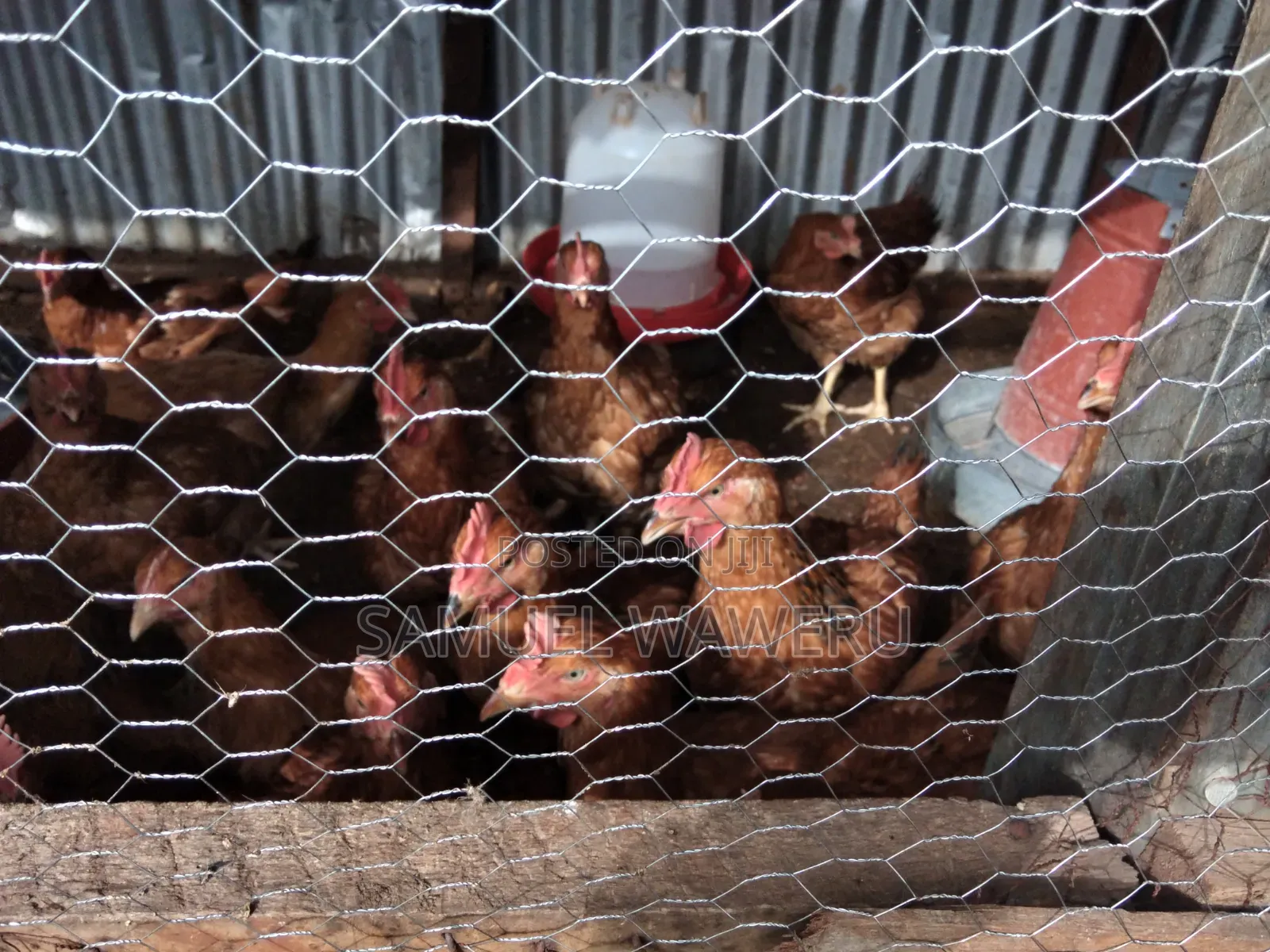 Chicken Kienyeji Improved