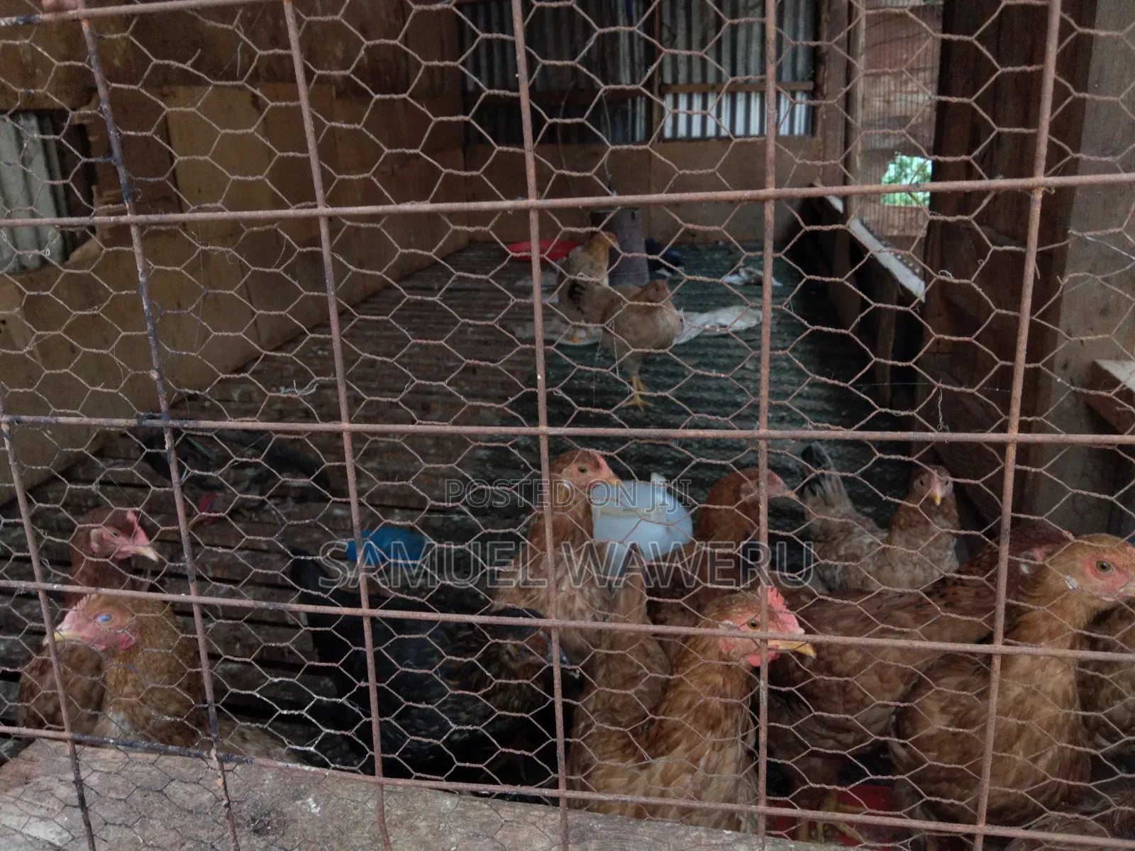 Chicken Kienyeji Improved
