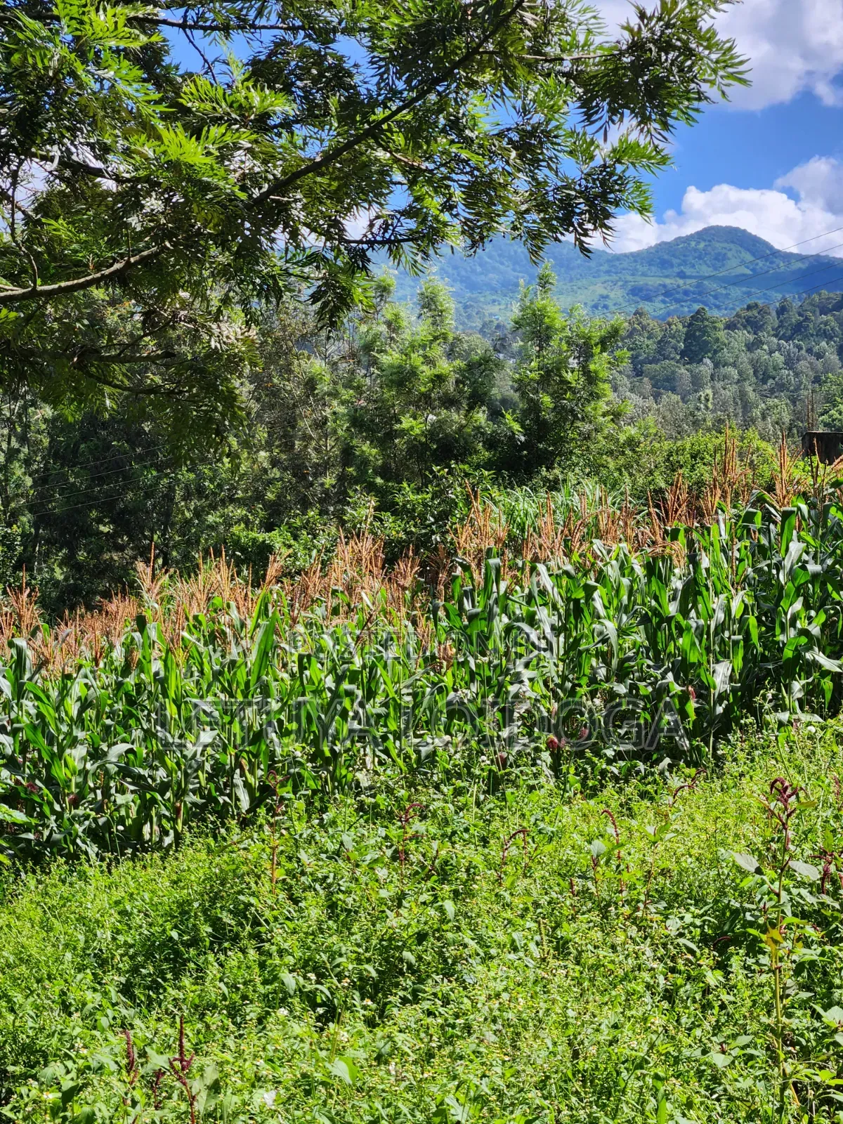 1⁄8 Acre Ngong-Matasia (Ole Mutel Road)