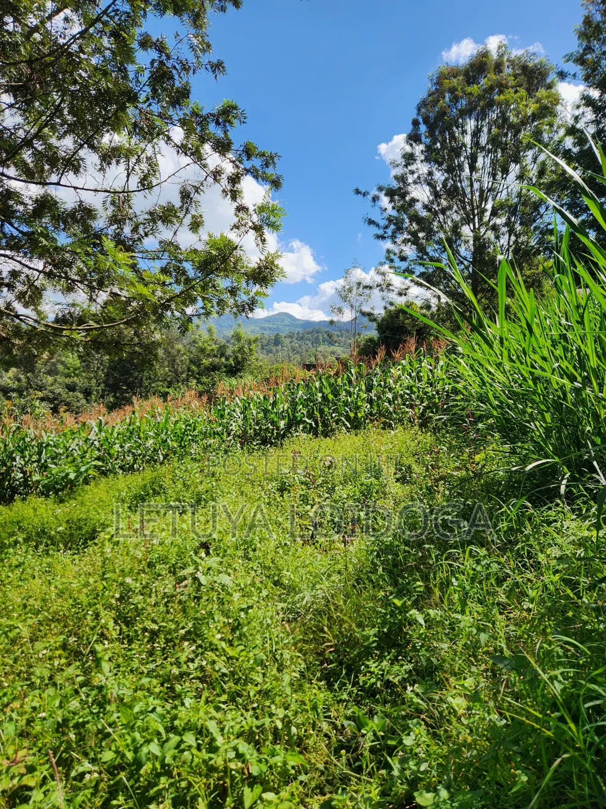 1⁄8 Acre Ngong-Matasia (Ole Mutel Road)