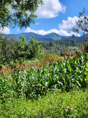 1⁄8 Acre Ngong-Matasia (Ole Mutel Road)