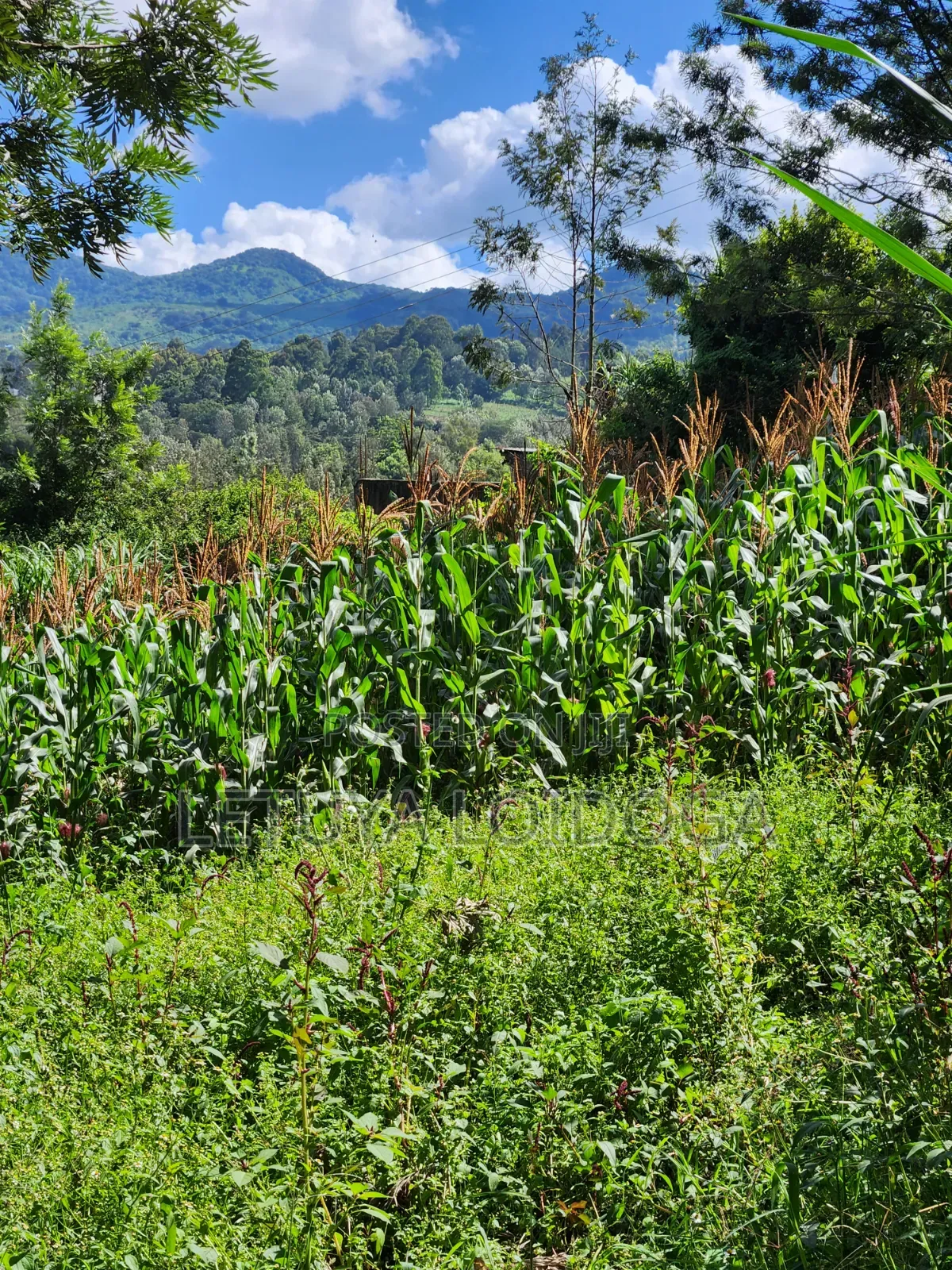 1⁄8 Acre Ngong-Matasia (Ole Mutel Road)