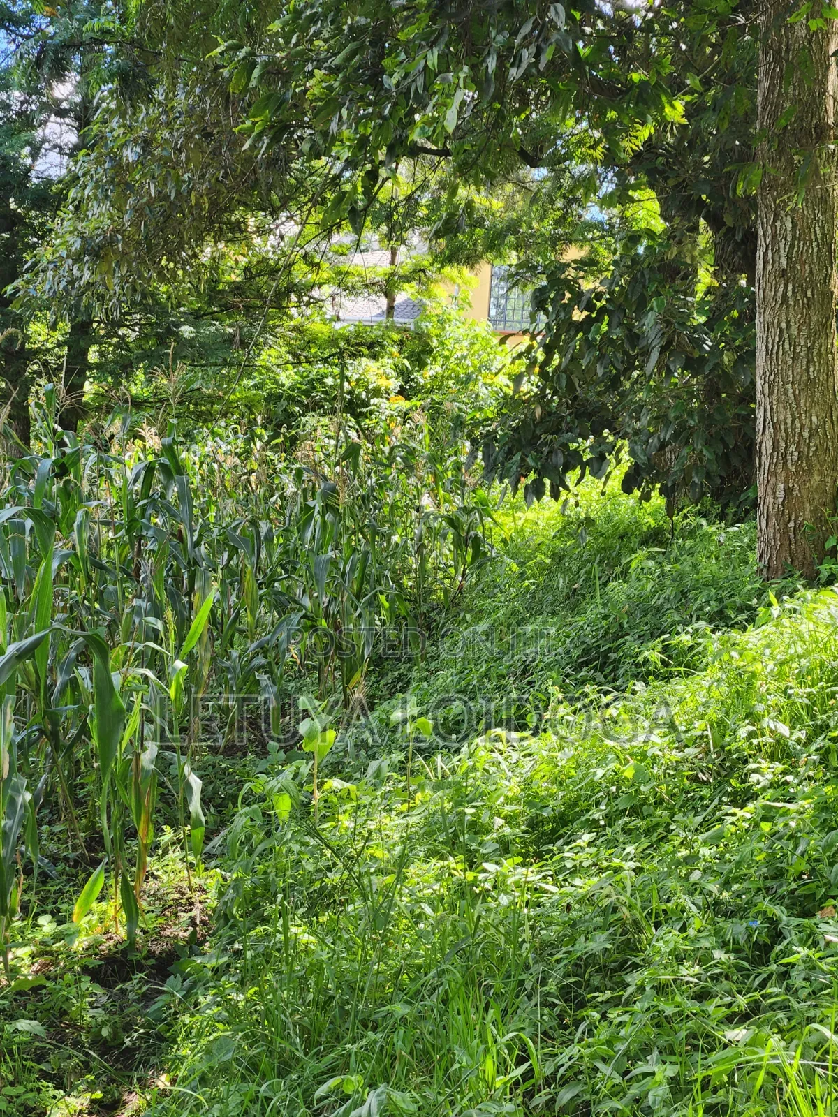 1⁄8 Acre Ngong-Matasia (Ole Mutel Road)