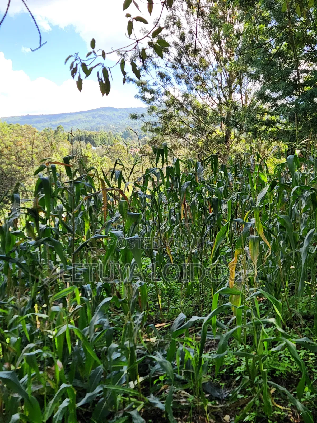 1⁄8 Acre Ngong-Matasia (Ole Mutel Road)