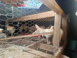 Chicken and Ducks