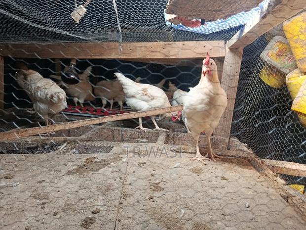 Chicken and Ducks - thumbnail 2