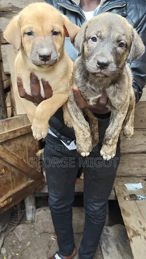 1-3 months Female Mixed Breed Boerboel