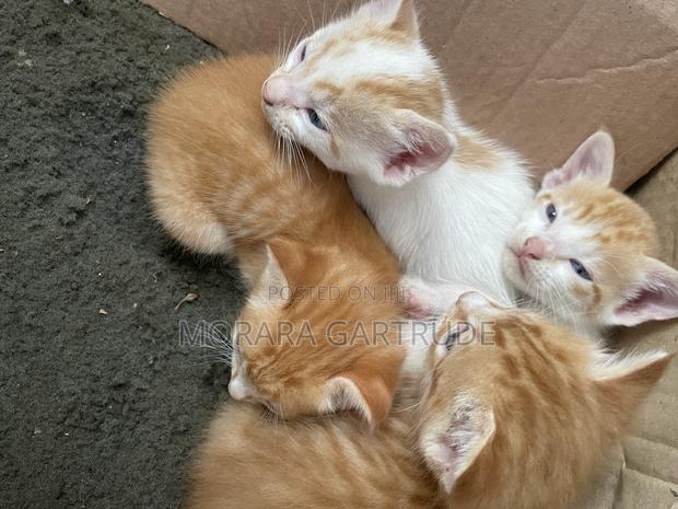 1-3 months Male Mixed Breed Maine Coon - thumbnail 3