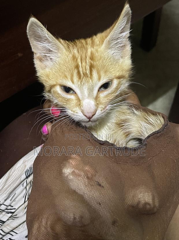 1-3 months Male Mixed Breed Maine Coon - thumbnail 4