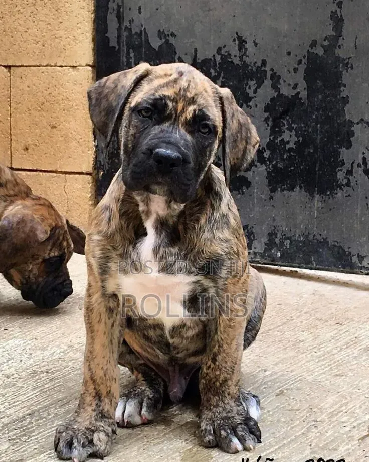 1-3 months Male Purebred Boerboel