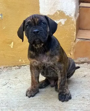 1-3 months Male Purebred Boerboel