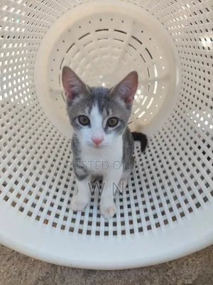 1-3 months Male Purebred American Shorthair
