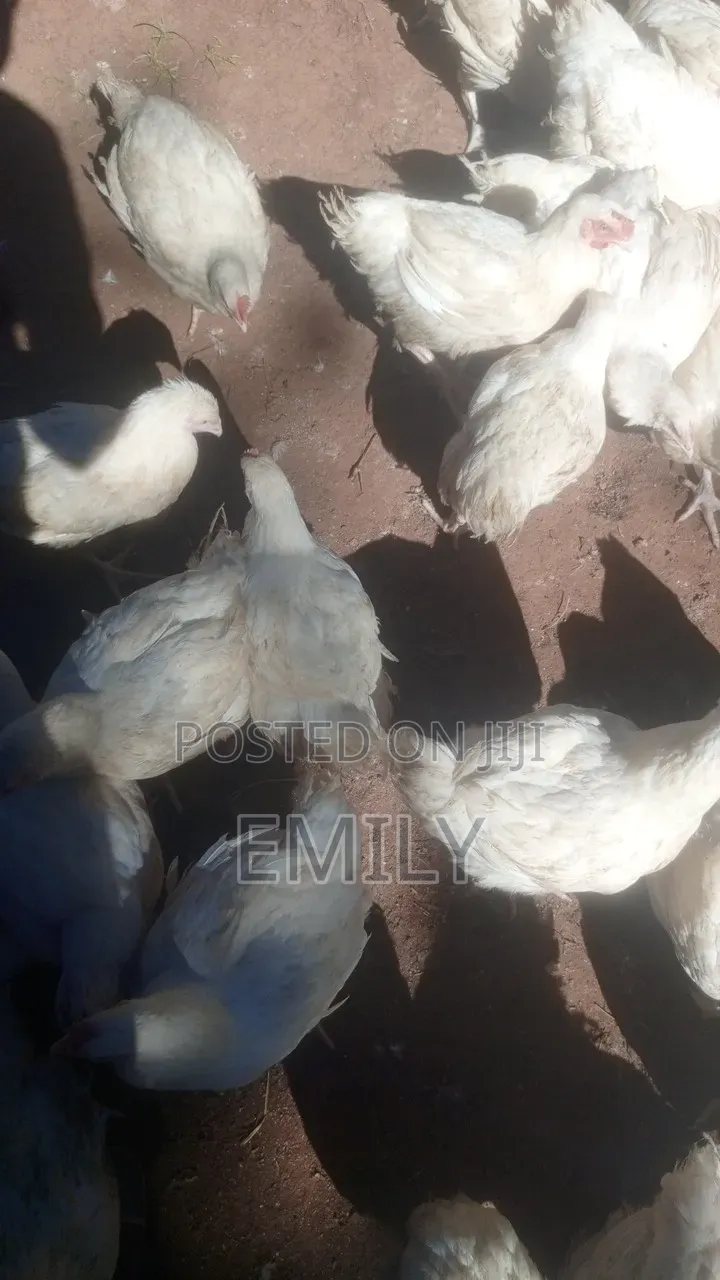Broilers Chicken Quality and Fleshy Broilers for Sale