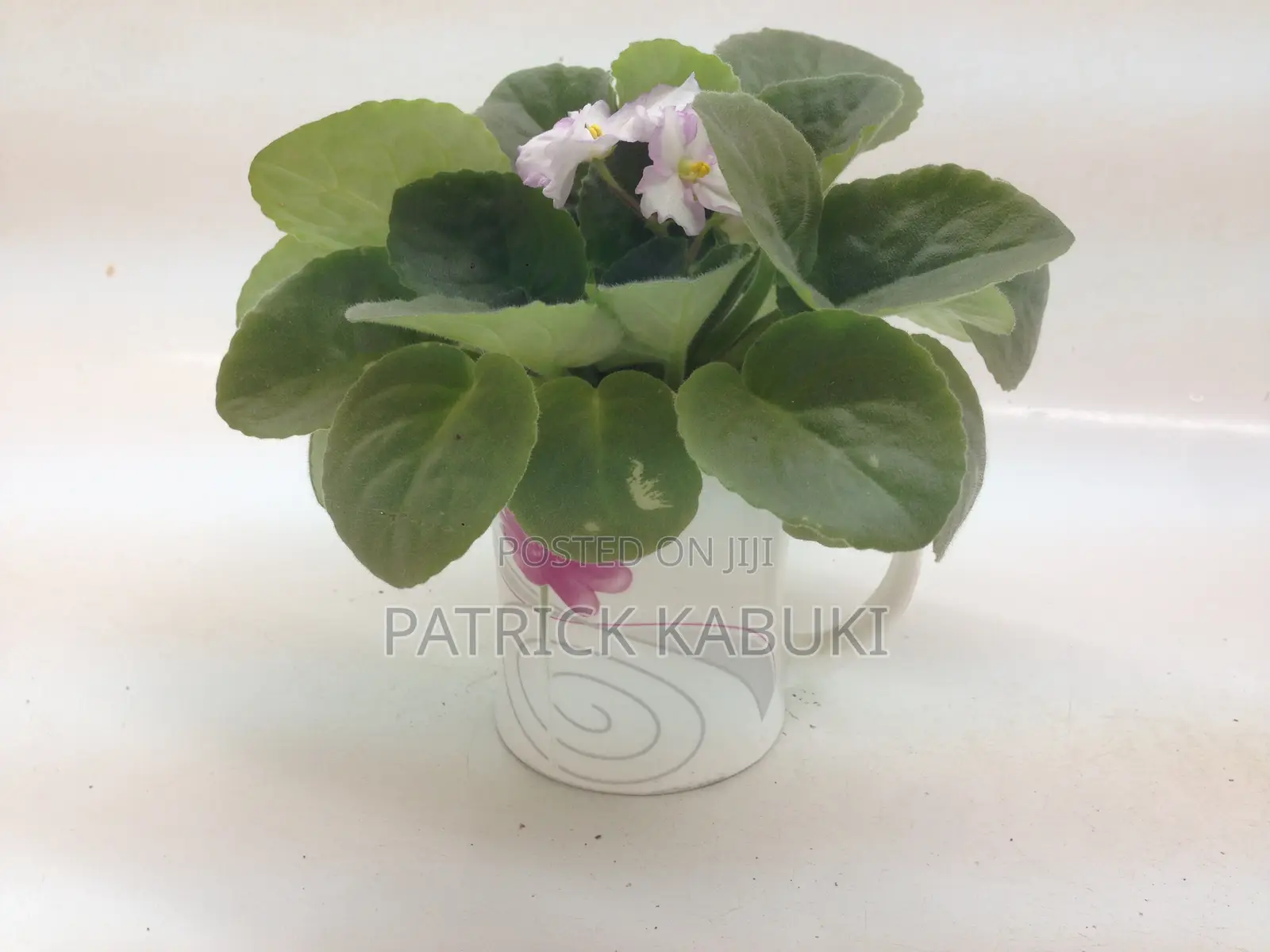 African Violet