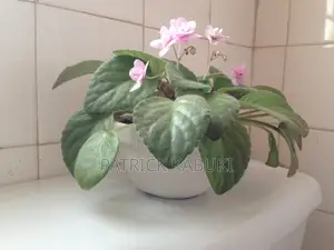 African Violet