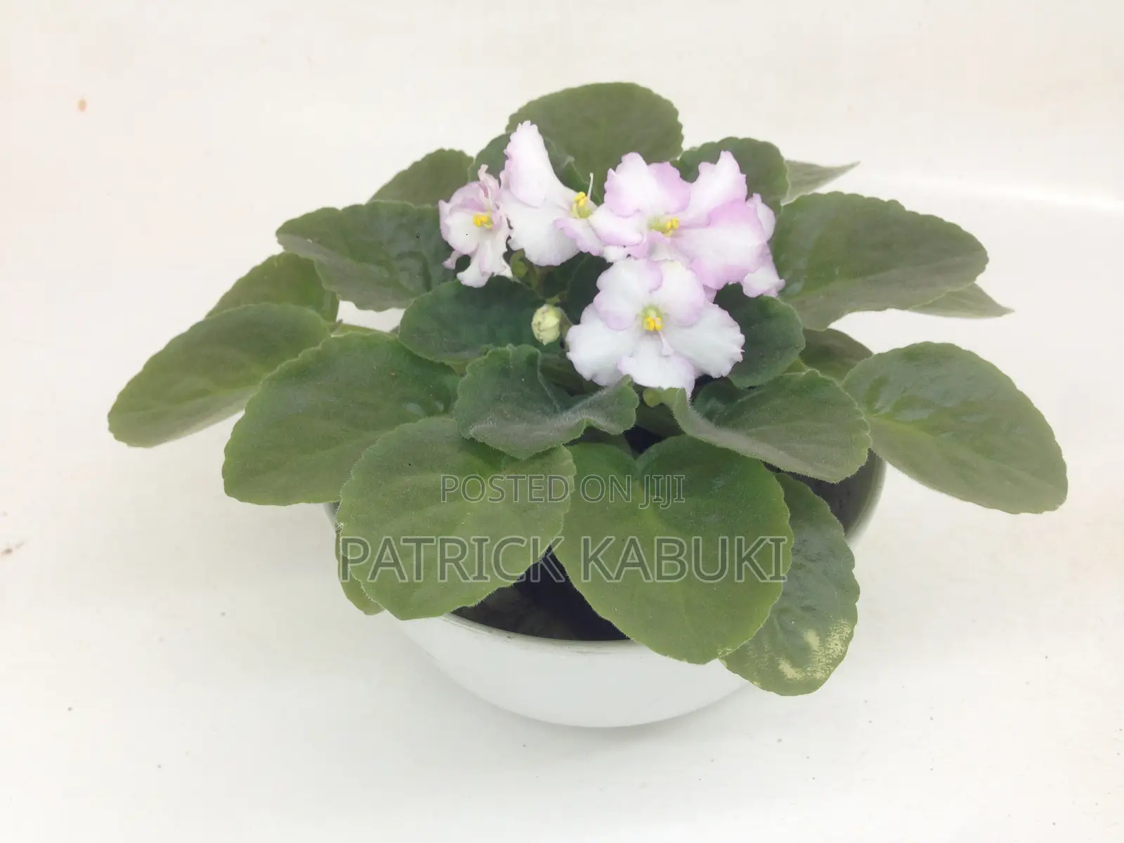 African Violet