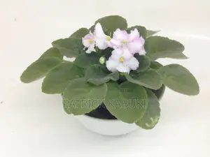 African Violet