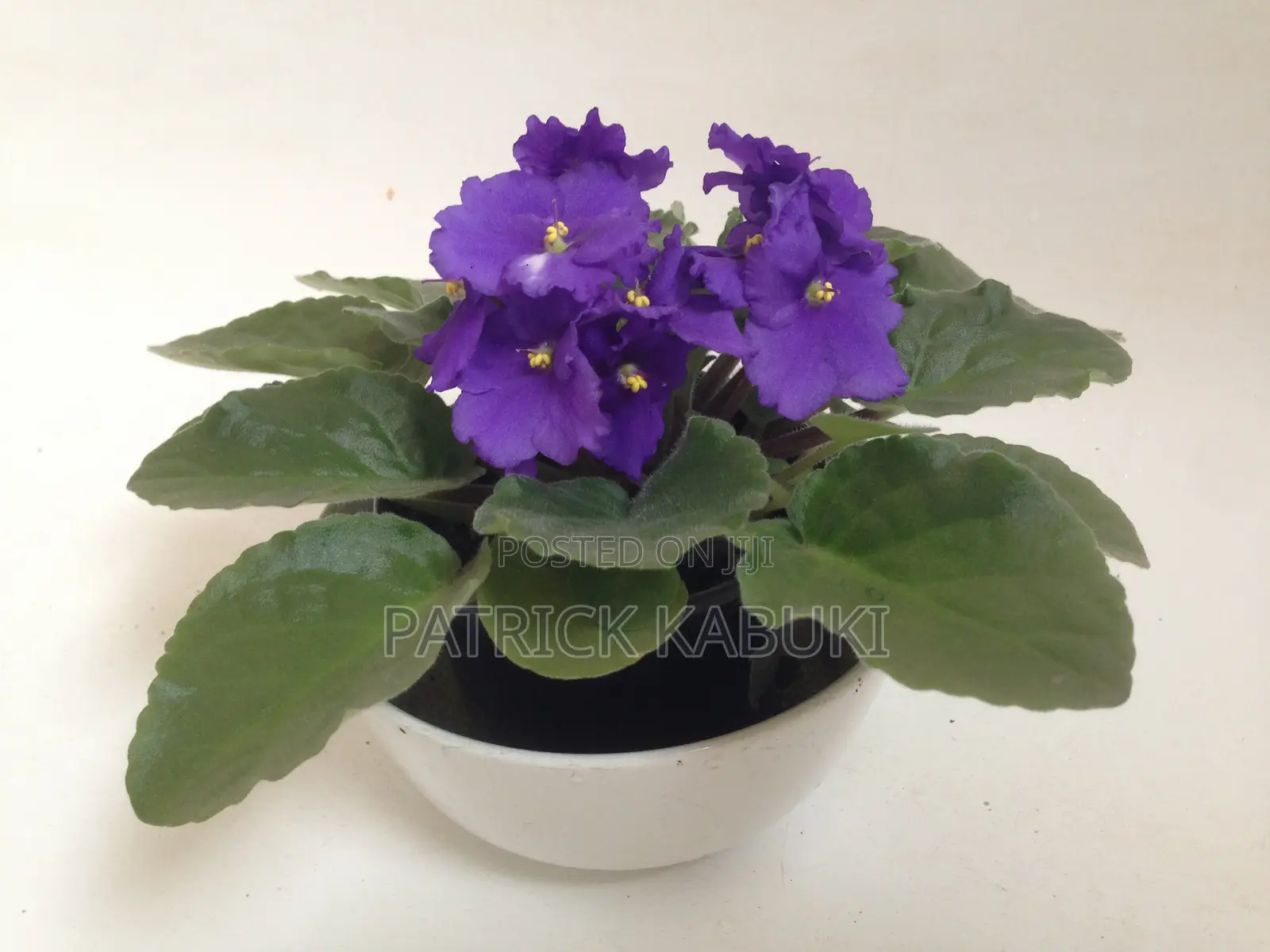African Violet
