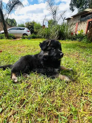 3-6 months Male Purebred German Shepherd