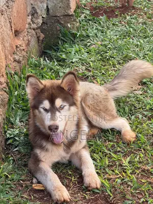 6-12 months Male Purebred Siberian Husky