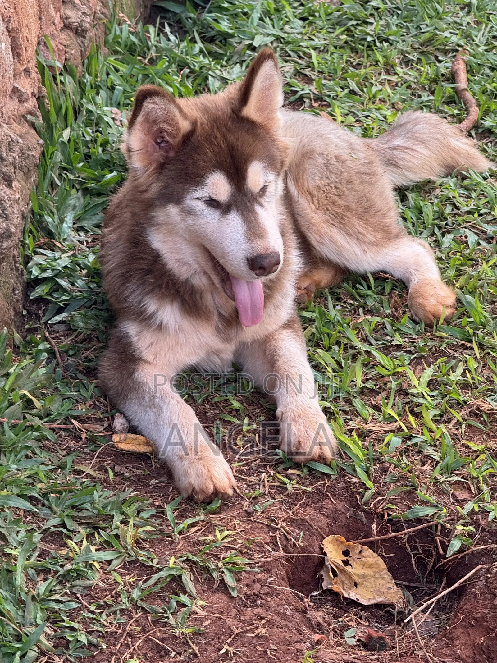 6-12 months Male Purebred Siberian Husky