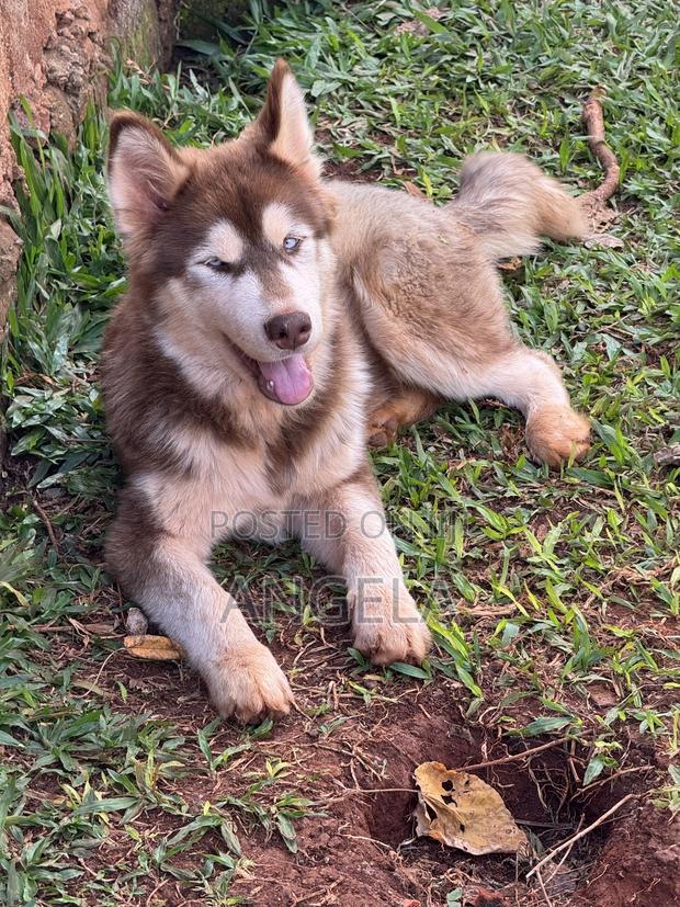 6-12 months Male Purebred Siberian Husky - thumbnail 3