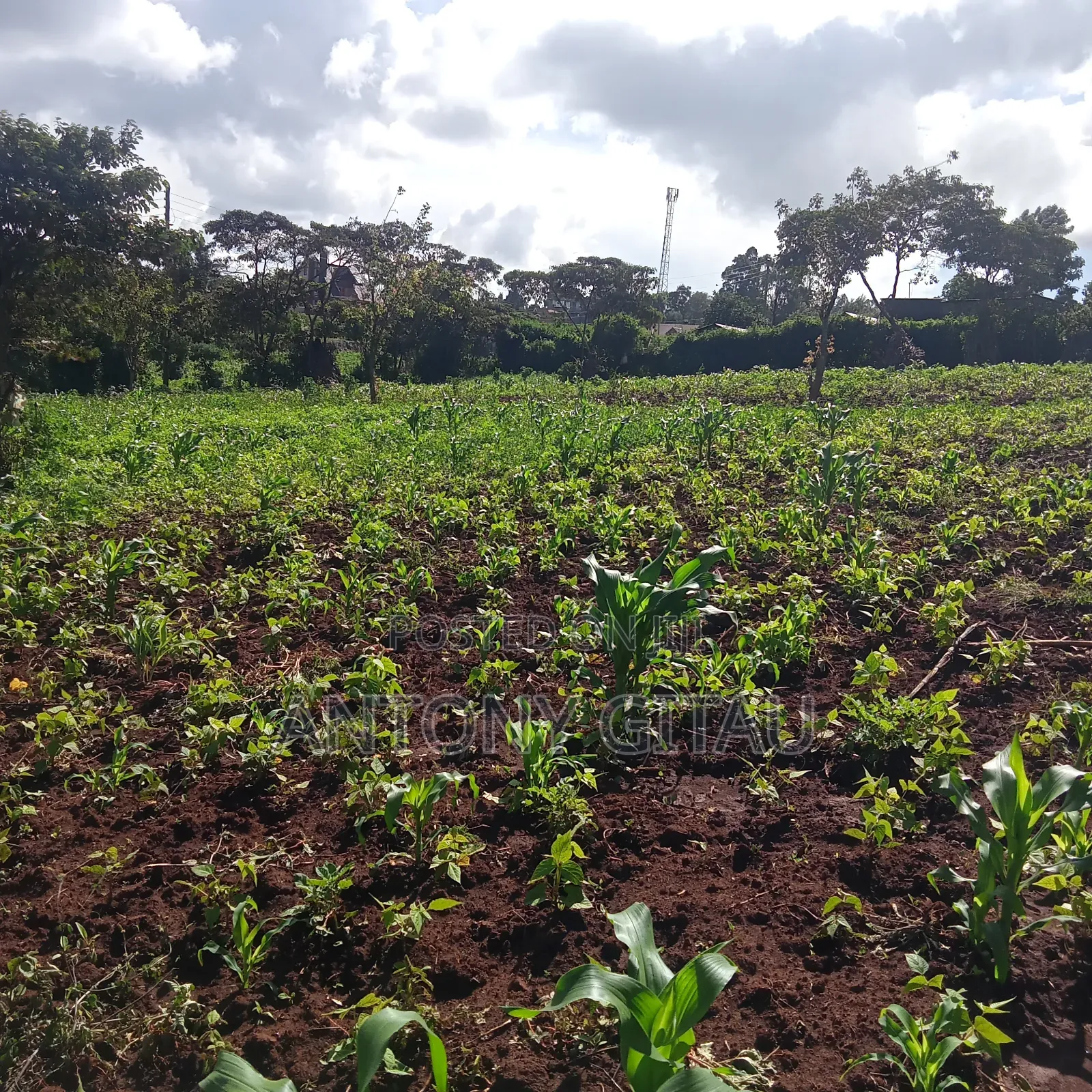 1/4 Plot at Plainsview Estates Gikambura on Sale