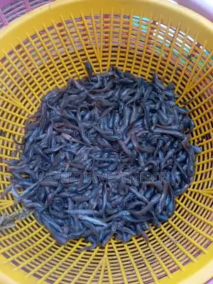 Catfish Fingerlings for Agribusiness