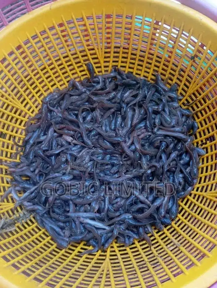 Catfish Fingerlings for Agribusiness