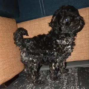 1-3 months Female Purebred Havanese