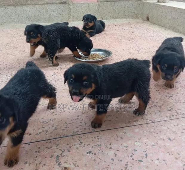 1-3 months Male Purebred Rottweiler - main view