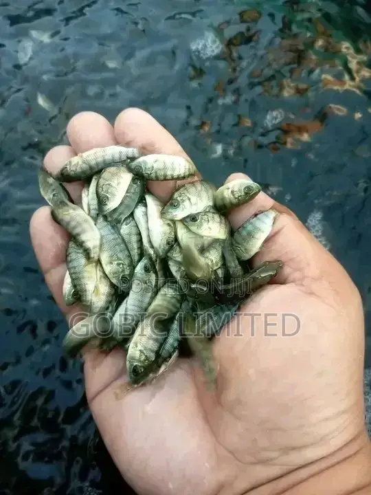 Eldoret Fish Fingerlings Suppliers