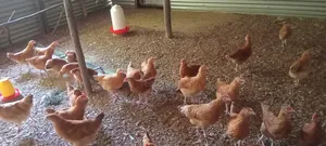 Poultry for Sale