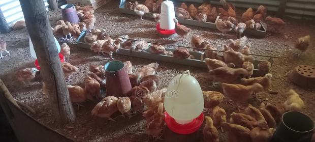 Poultry for Sale - thumbnail 2