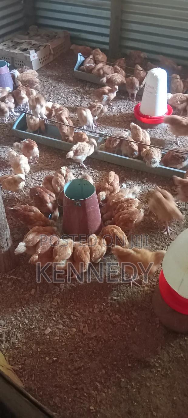 Poultry for Sale - thumbnail 3