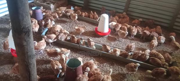 Poultry for Sale - thumbnail 4